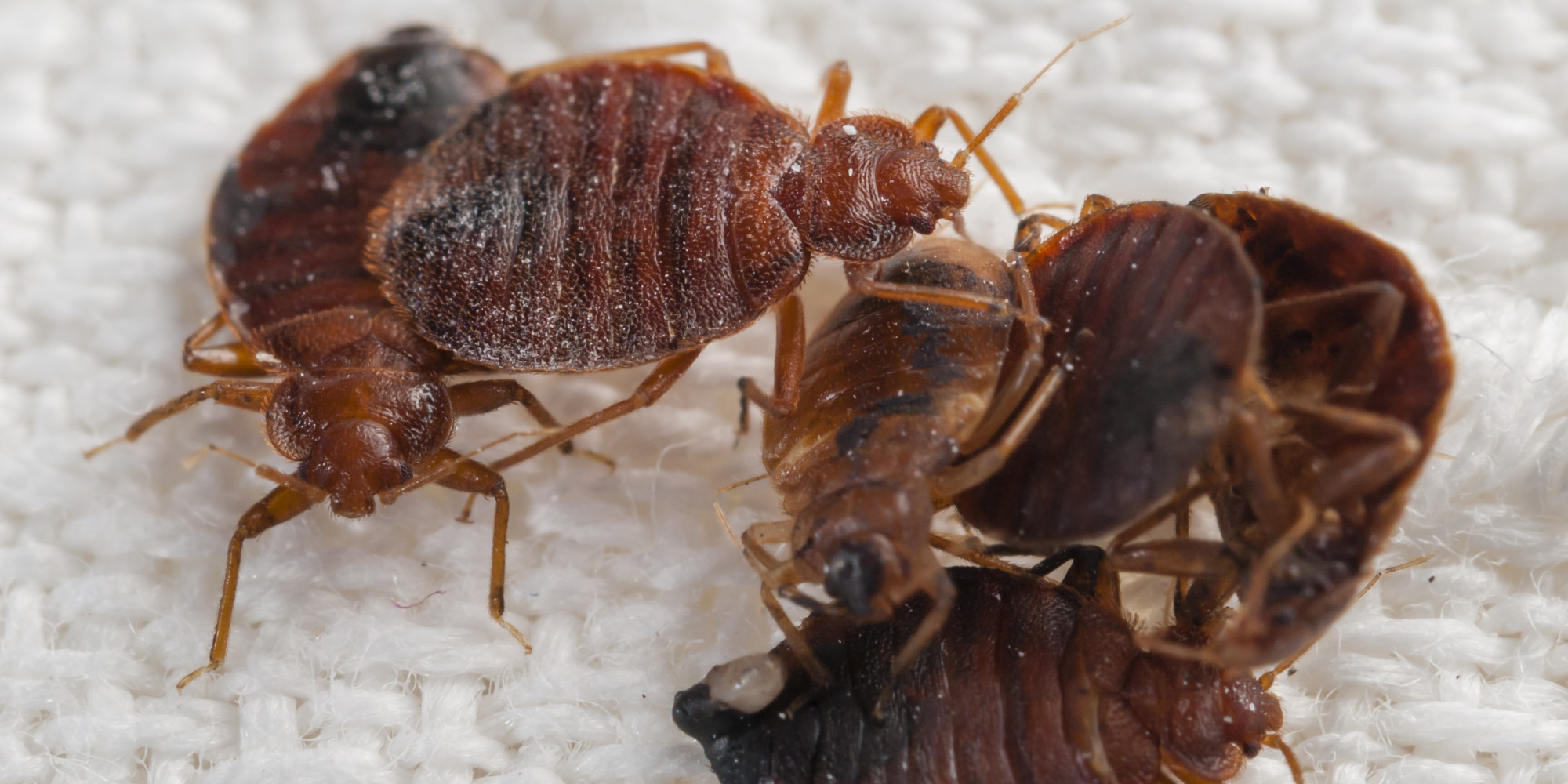 Bed Bugs Find New Homes In Honolulu Ambulances