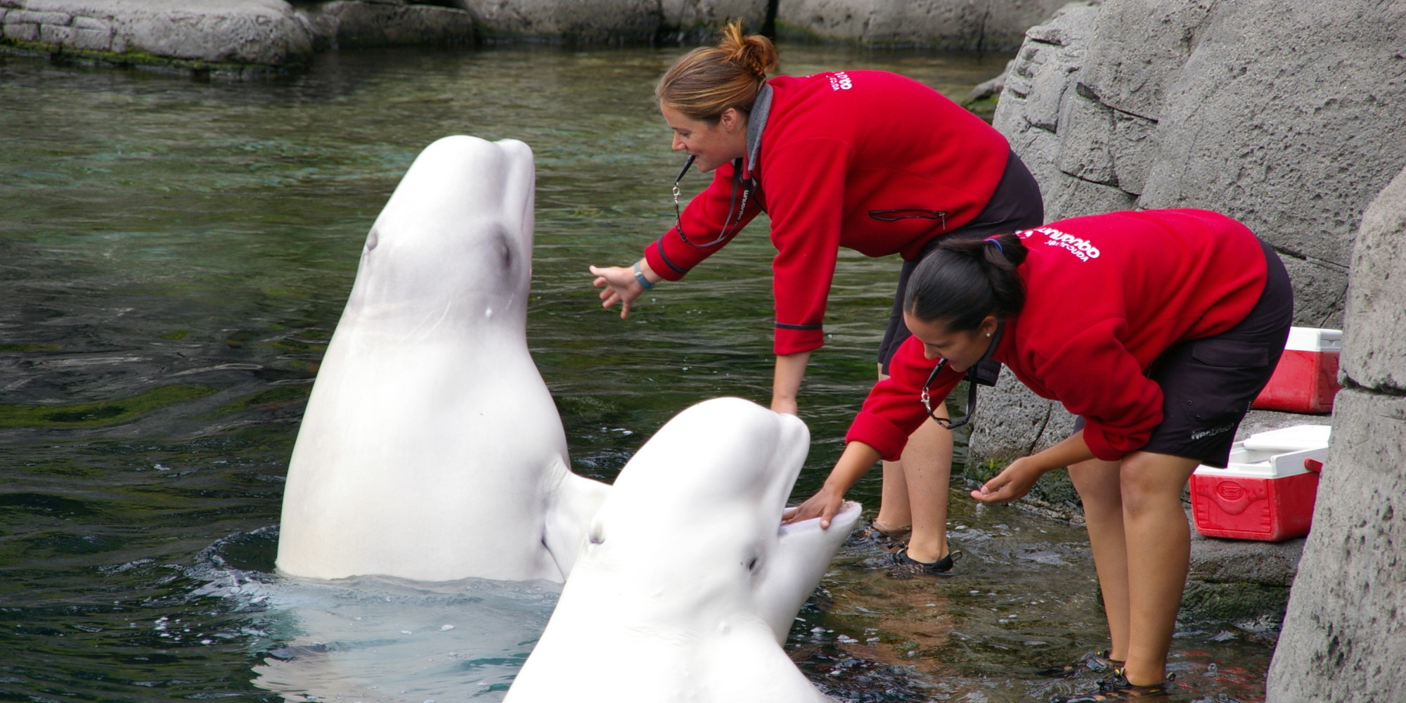 Vancouver Aquarium's Political Gaming Is Legal, But Is It Ethical