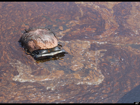 Gulf Oil Spill Dive