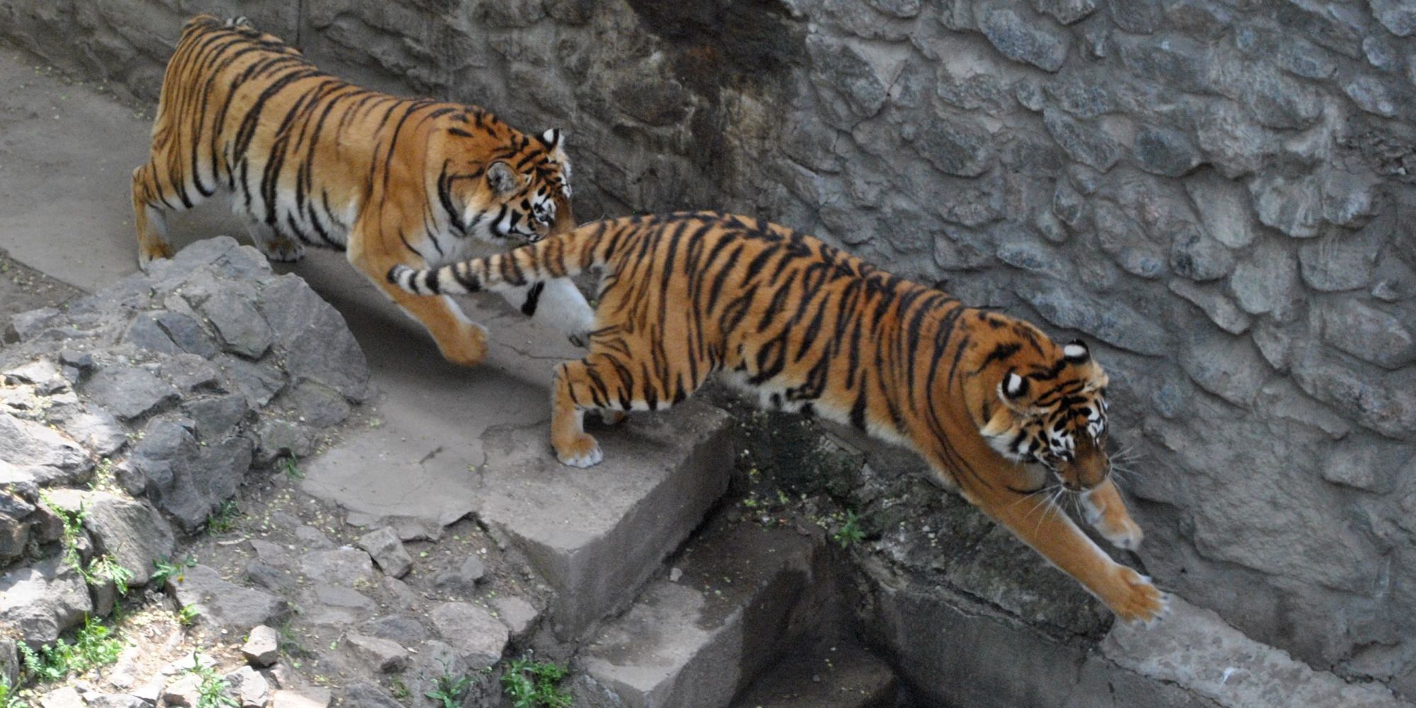 Thousands Of Ukraine's Zoo Animals May Soon Starve To Death