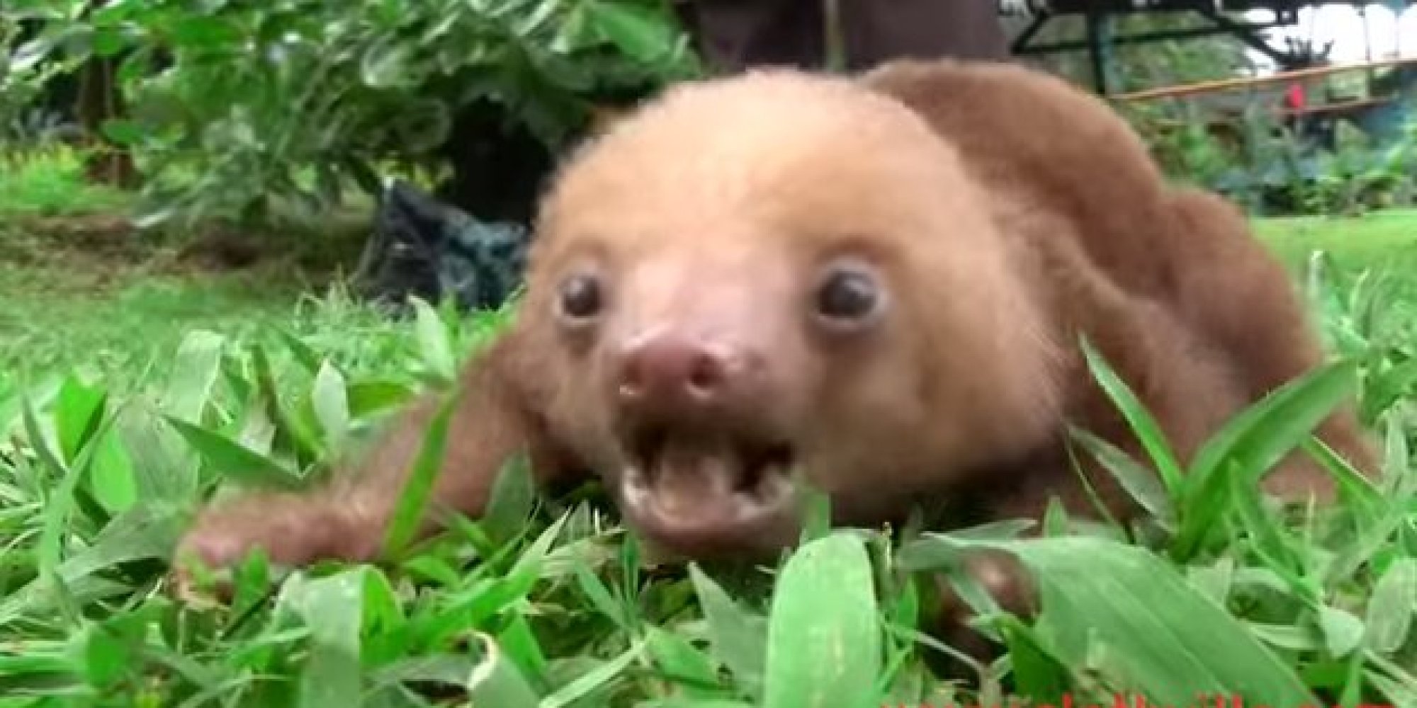 These Squeaking Baby Sloths Will Melt Your Heart (VIDEO) HuffPost UK