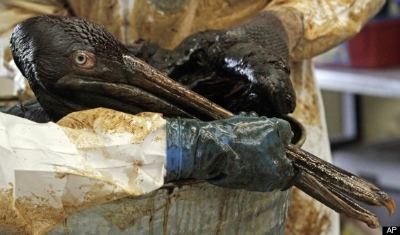 Oil Bird