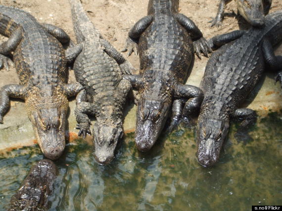 stugustine alligator farm