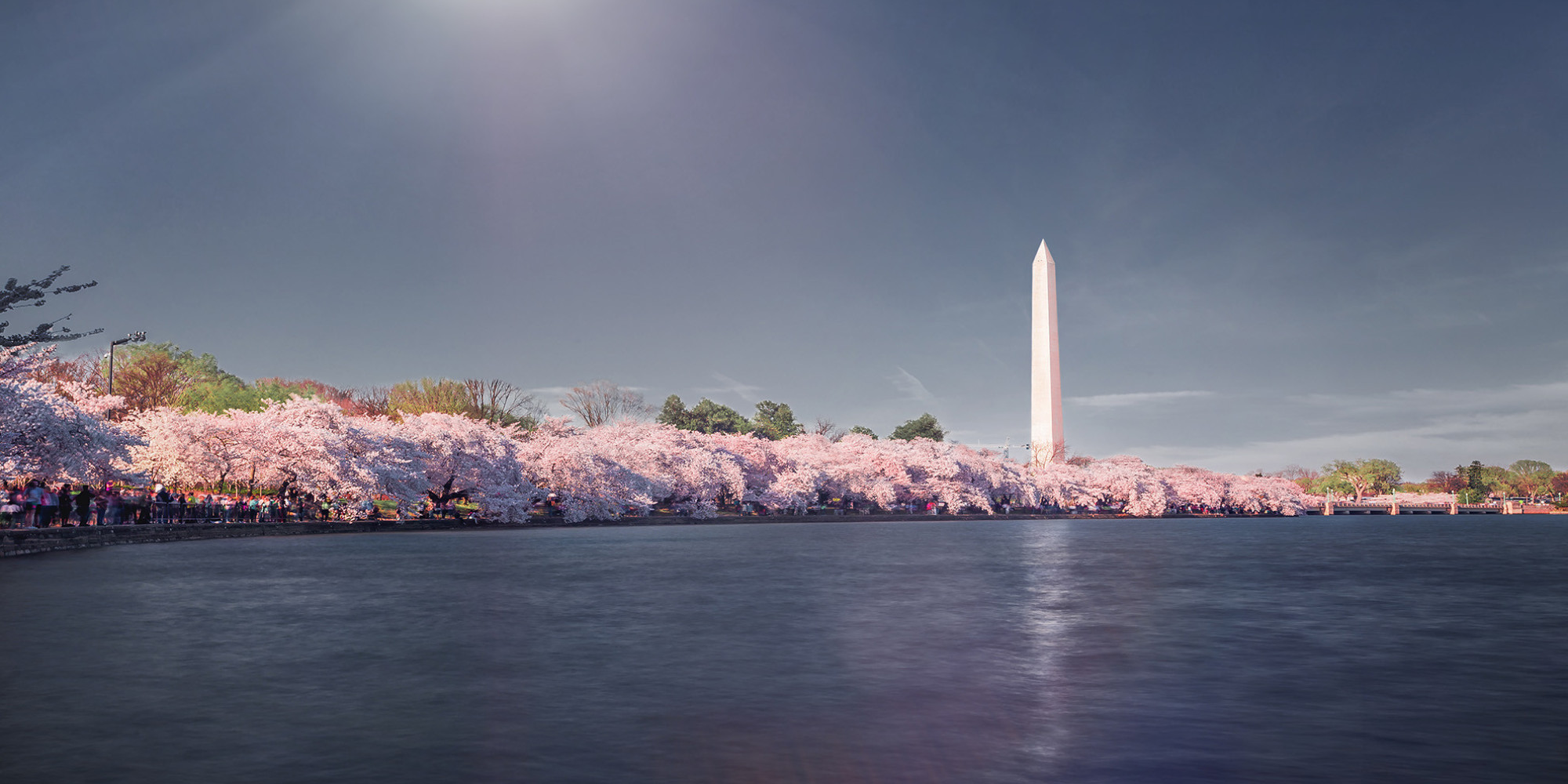 Washington's Cherry Blossoms Look Like Something Out Of A Dream HuffPost