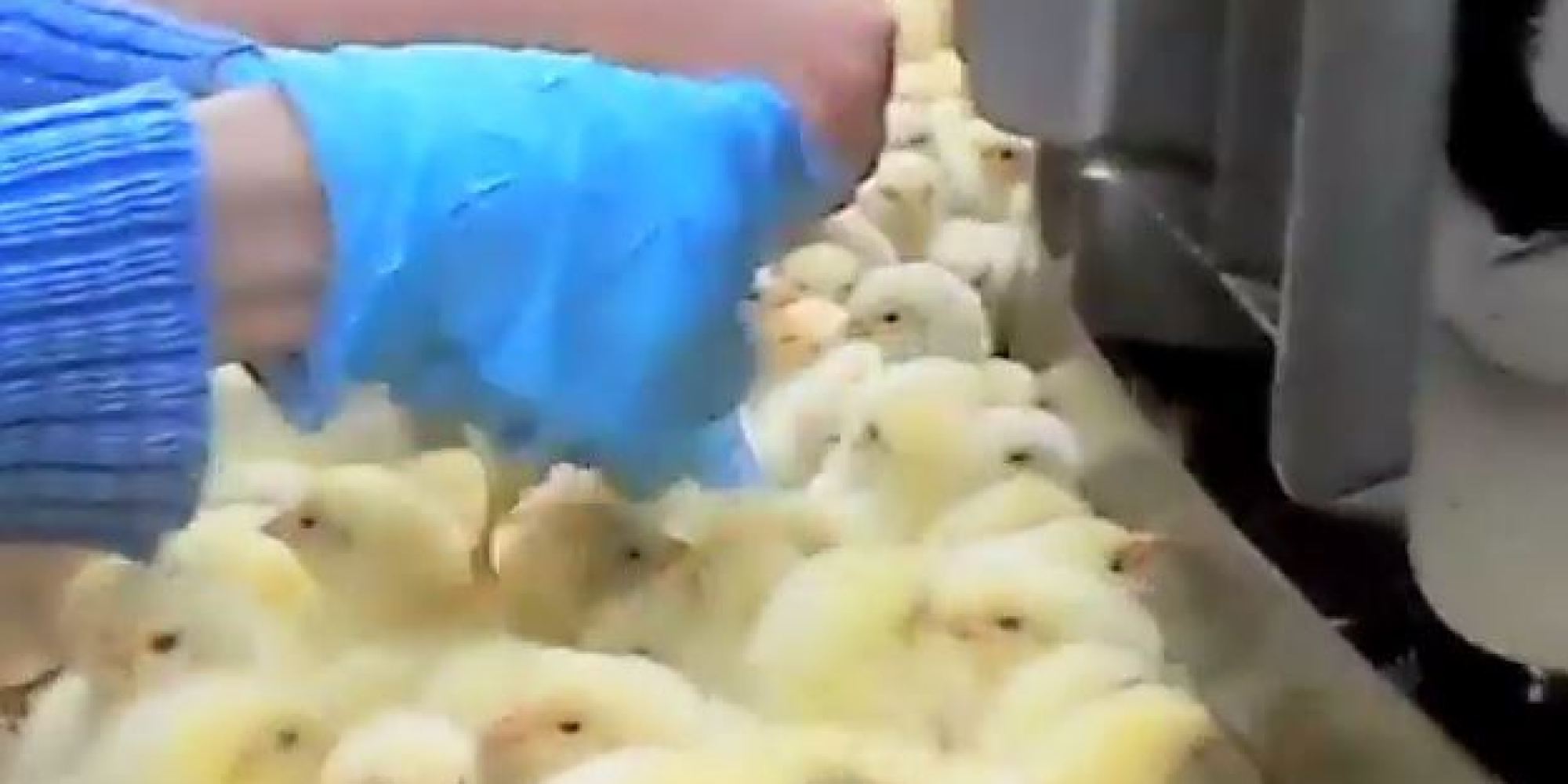 baby-chickens-cooked-alive-at-hatchery-animal-rights-group-contends