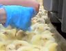 BABY CHICKENS COOKED ALIVE