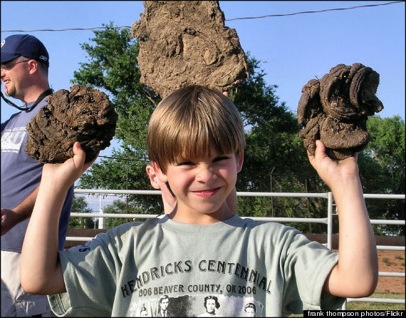 cow chip throw