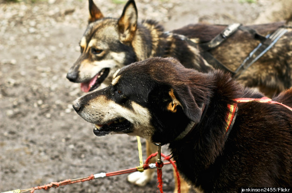 iditarod headquarters