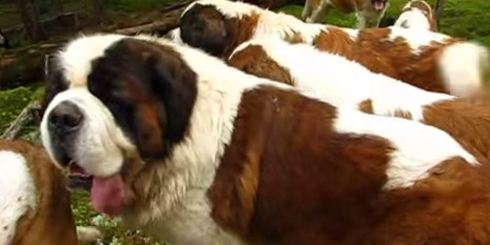 Just A Casual Walk With 42 St. Bernards (VIDEO)