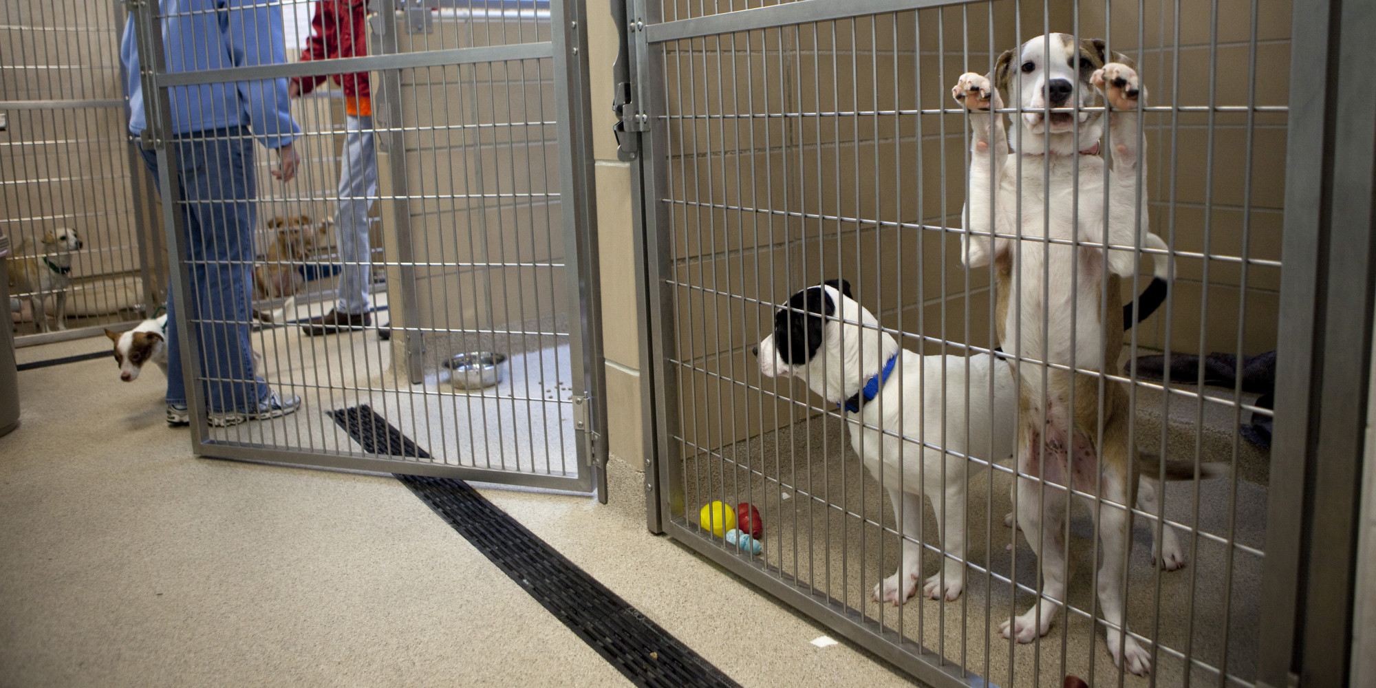 No-Kill Animal Sheltering Is Coming Soon to a Community Near You