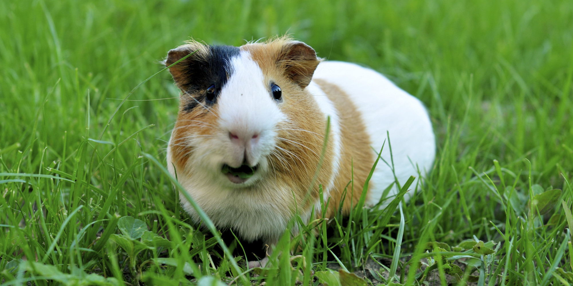 Guinea Pig Eating Grass