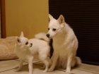 WATCH: Little Dog Annoys Big Dog