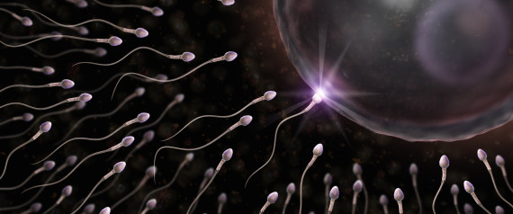 spermatozoïde ovule