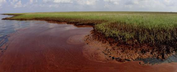 Barataria Bay Oil Spill