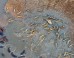 Massive Herd Of Hippos Faces Off With Hundreds Of Crocodiles In Epic Battle Of The Beasts (PHOTOS)