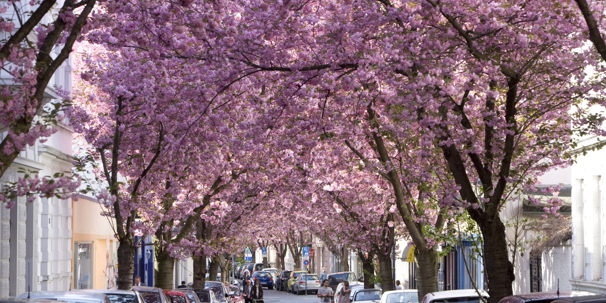 Germany's Cherry Blossom Season Totally Beats Yours HuffPost