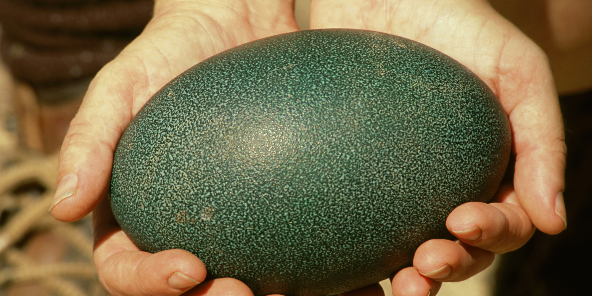 emu eggs ostrich emus egg different between bird australia biggest huffpost largest difference might crazy thing looking