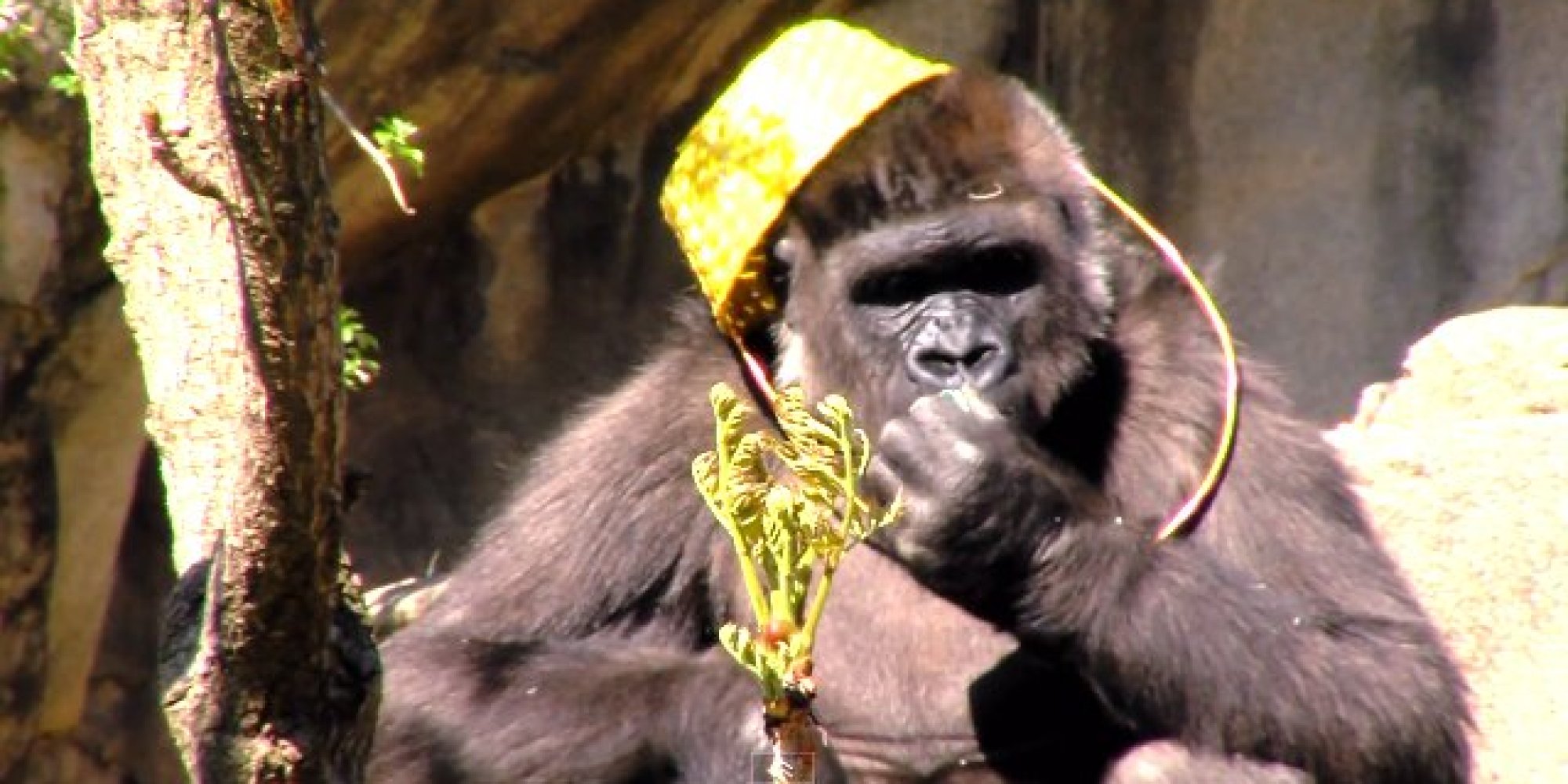 Watch These Gorillas Go On An EggCellent Easter Hunt HuffPost