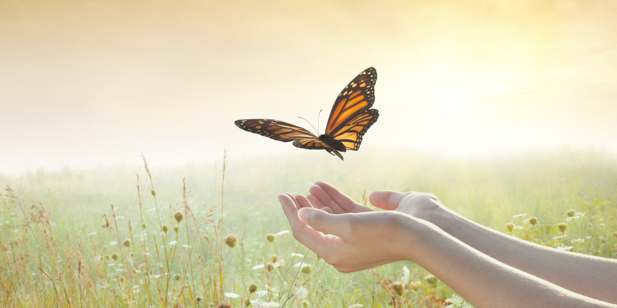 The Butterfly Effect on Yoga and Your Practice HuffPost