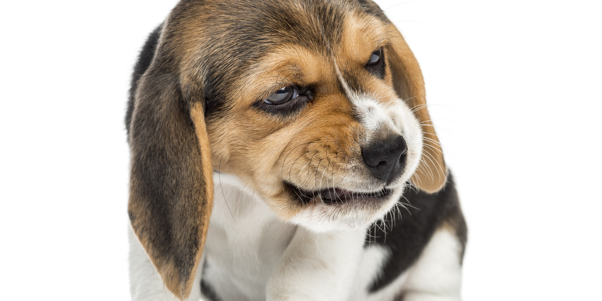 These Vicious Animals Will Snuggle You To Death PHOTOS HuffPost