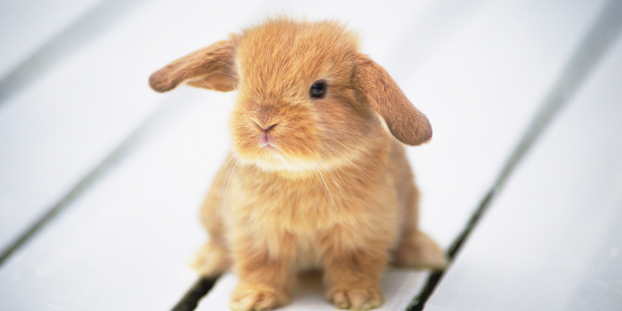 Menopause And Bunny Rabbits Make Me Happy! The Huffington Post