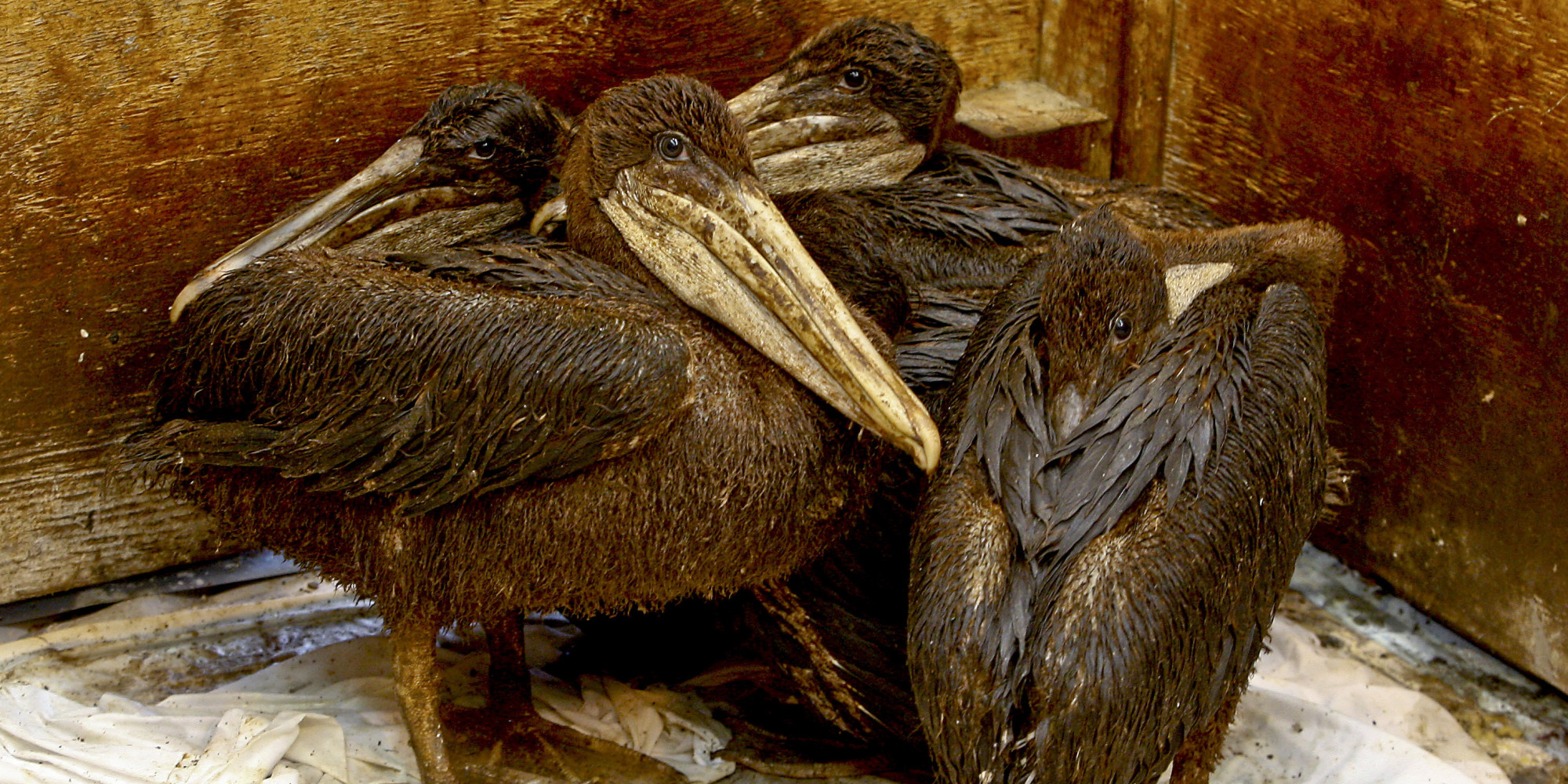 10 Animals Who Are Still Hurting From The BP Oil Spill | HuffPost2000 x 1000