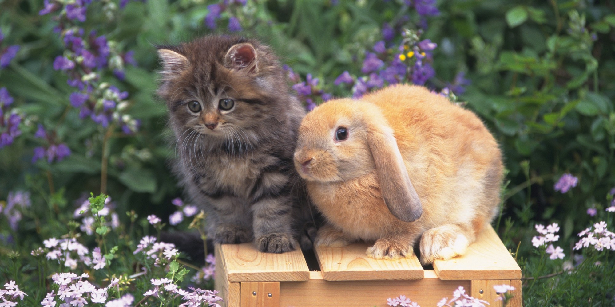 Cats and Bunnies Are Our New Favorite BFFs