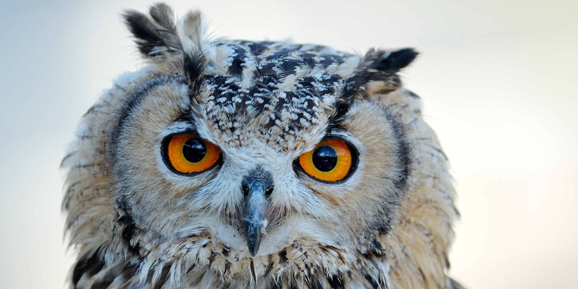 A Barn Owl Diary | HuffPost UK