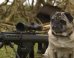 Sniper Pug Is A Total Maverick