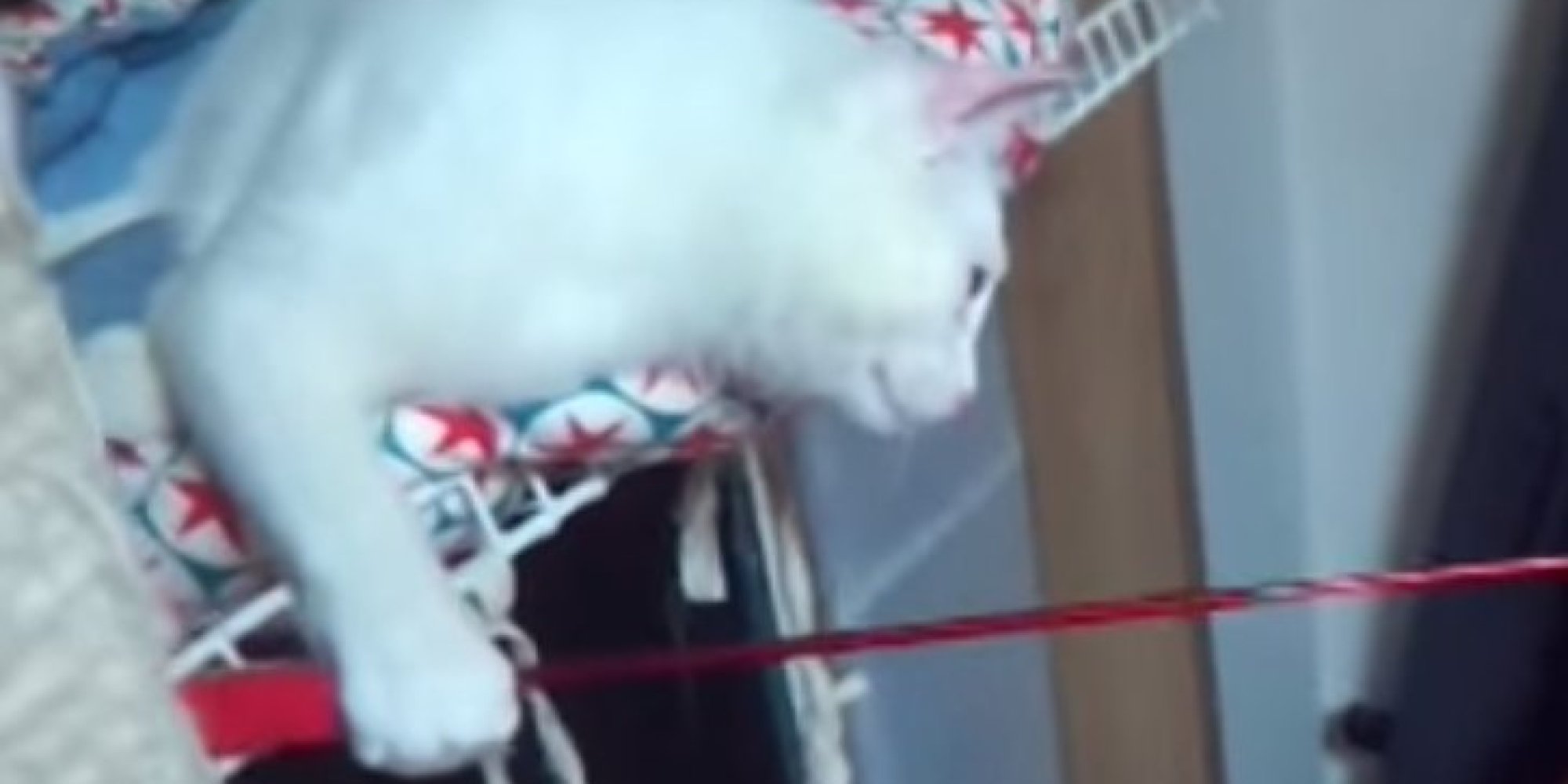 Who Wants To Go Catfishing? (VIDEO)