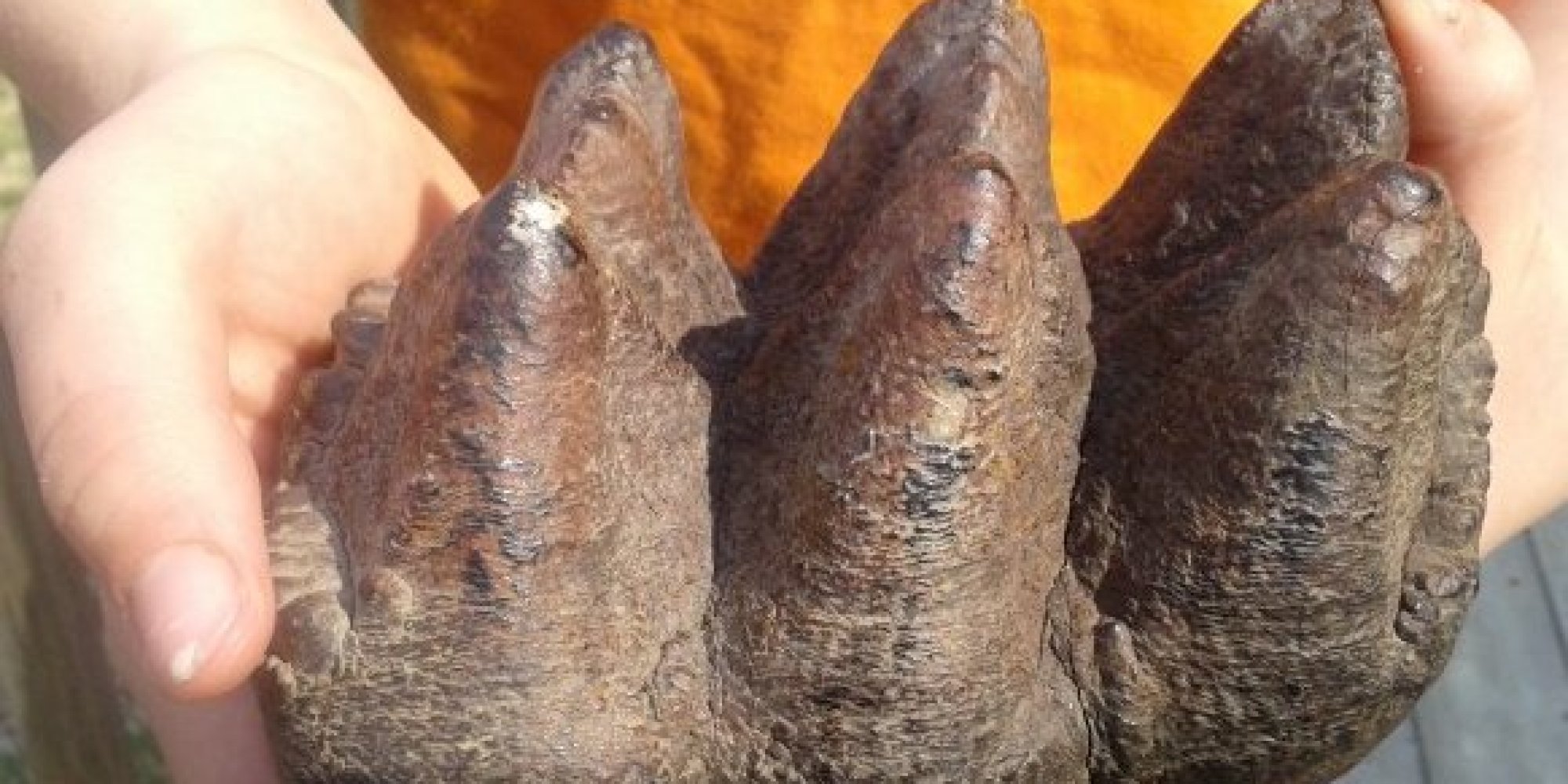 Michigan Boy Finds 10,000-Year-Old Mastodon Tooth