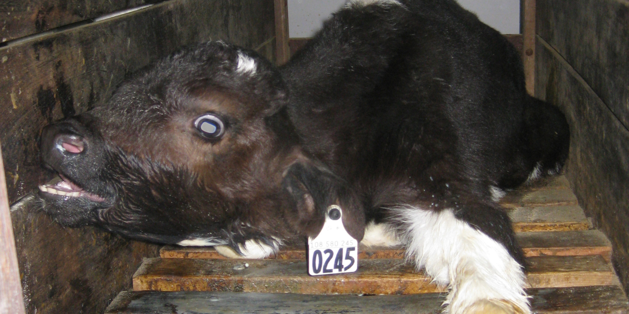 This Is How Veal Is Made At One Canadian 'Farm' (GRAPHIC VIDEO)