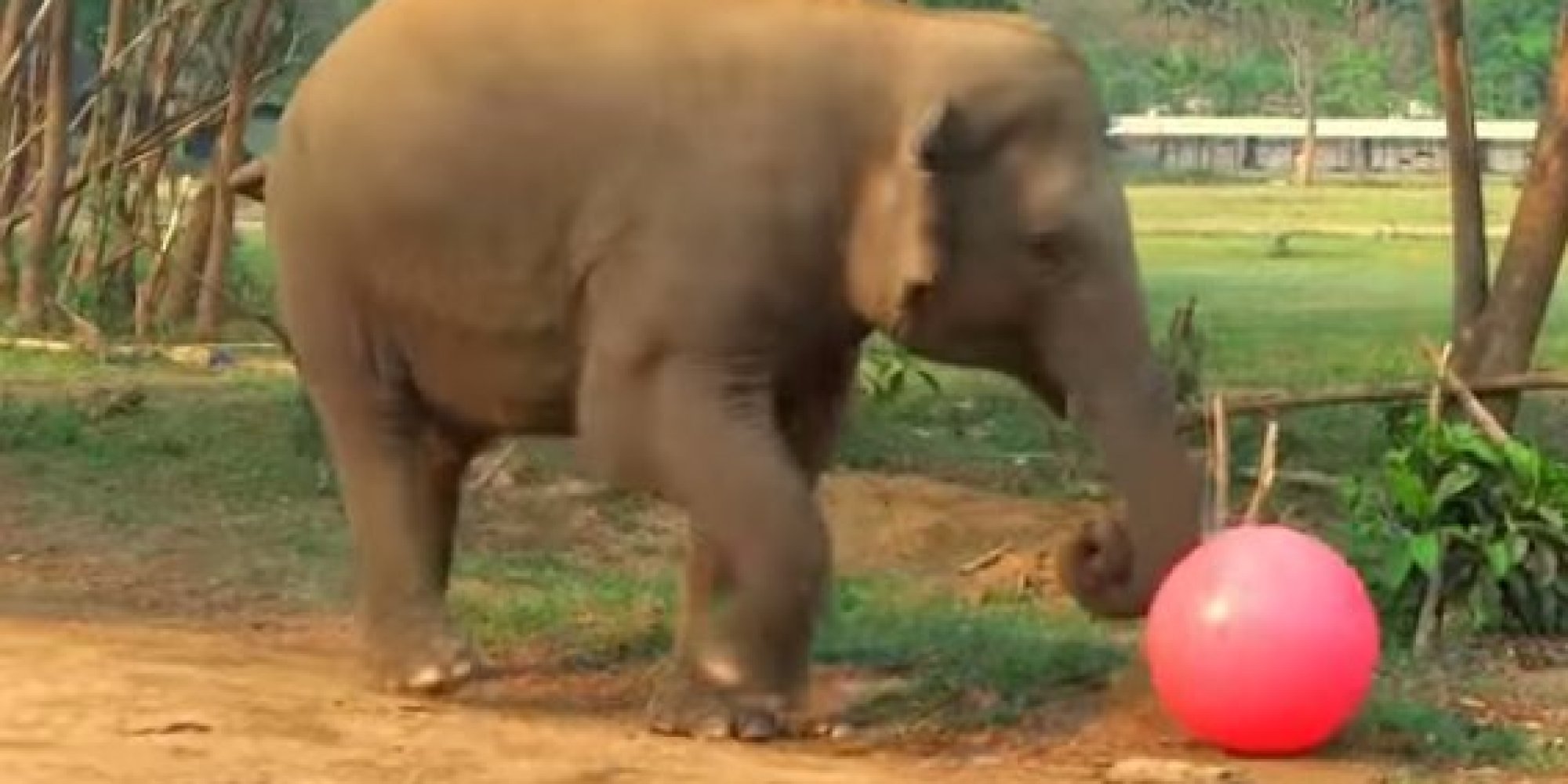 Herd Of Elephants Won't Soon Playing With A Big Red Ball (VIDEO