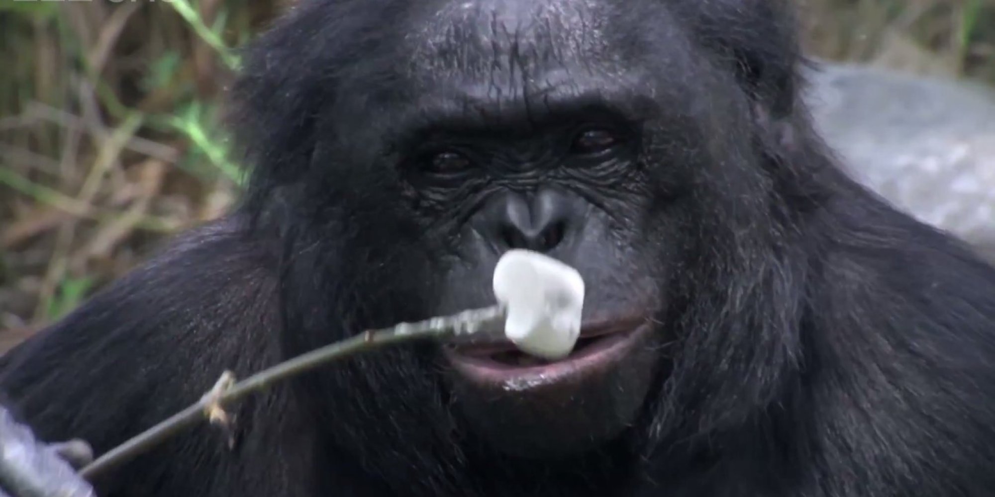 Bonobo Or Boy Scout? Great Ape Lights Fire, Roasts Marshmallows HuffPost