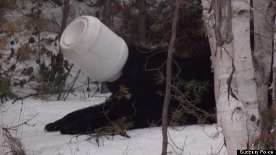 o-BEAR-HEAD-IN-A-JAR-SUDBURY-570.jpg