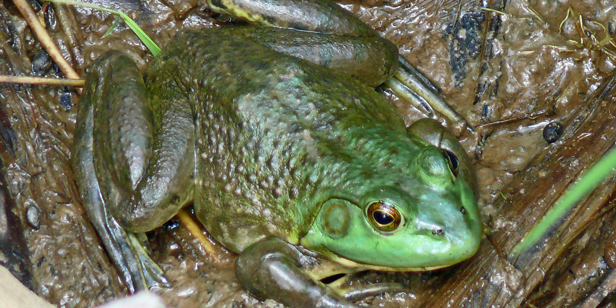 American Bullfrogs On Vancouver Island Need Eradication Now Hunter