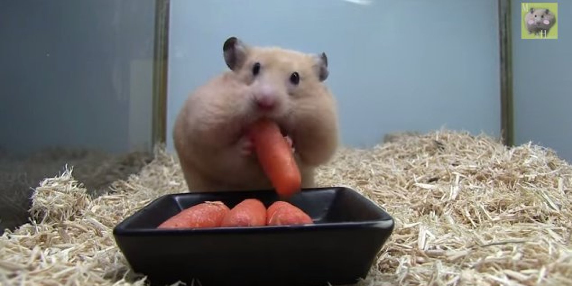 Hamster Stuffs Five Baby Carrots Into Its Mouth (VIDEO) | HuffPost UK