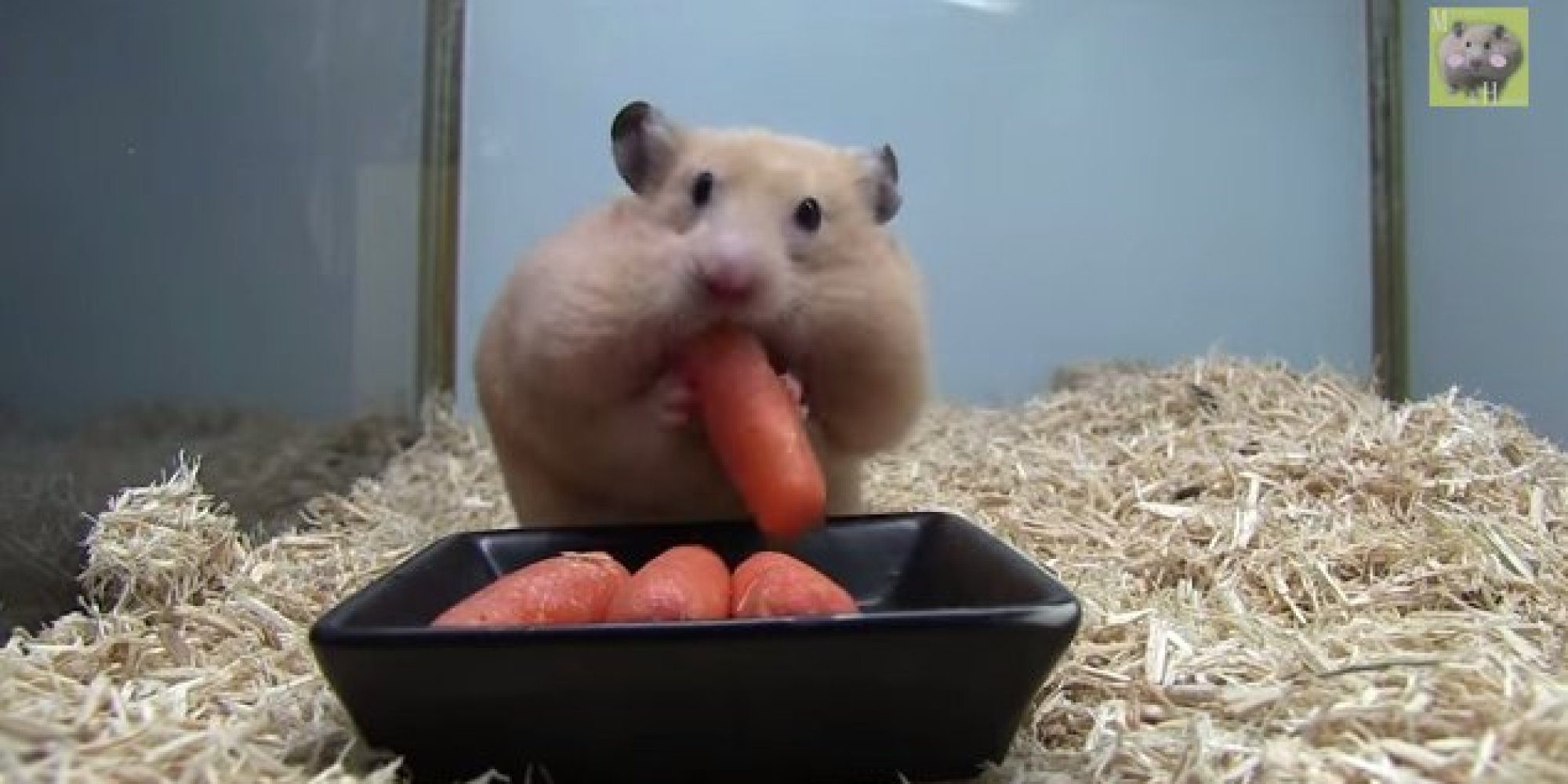 Hamster Stuffs Five Baby Carrots Into Its Mouth (VIDEO)