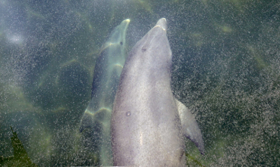 Dolphin Oil