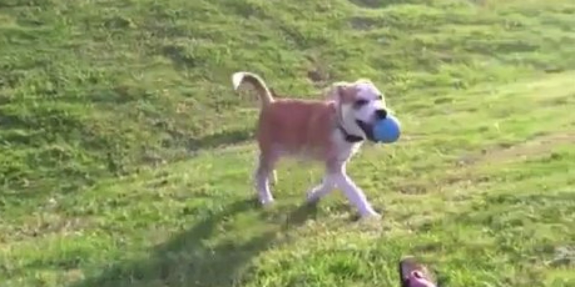 A Compilation Of Dogs Playing Fetch All By Themselves (VIDEO) HuffPost UK