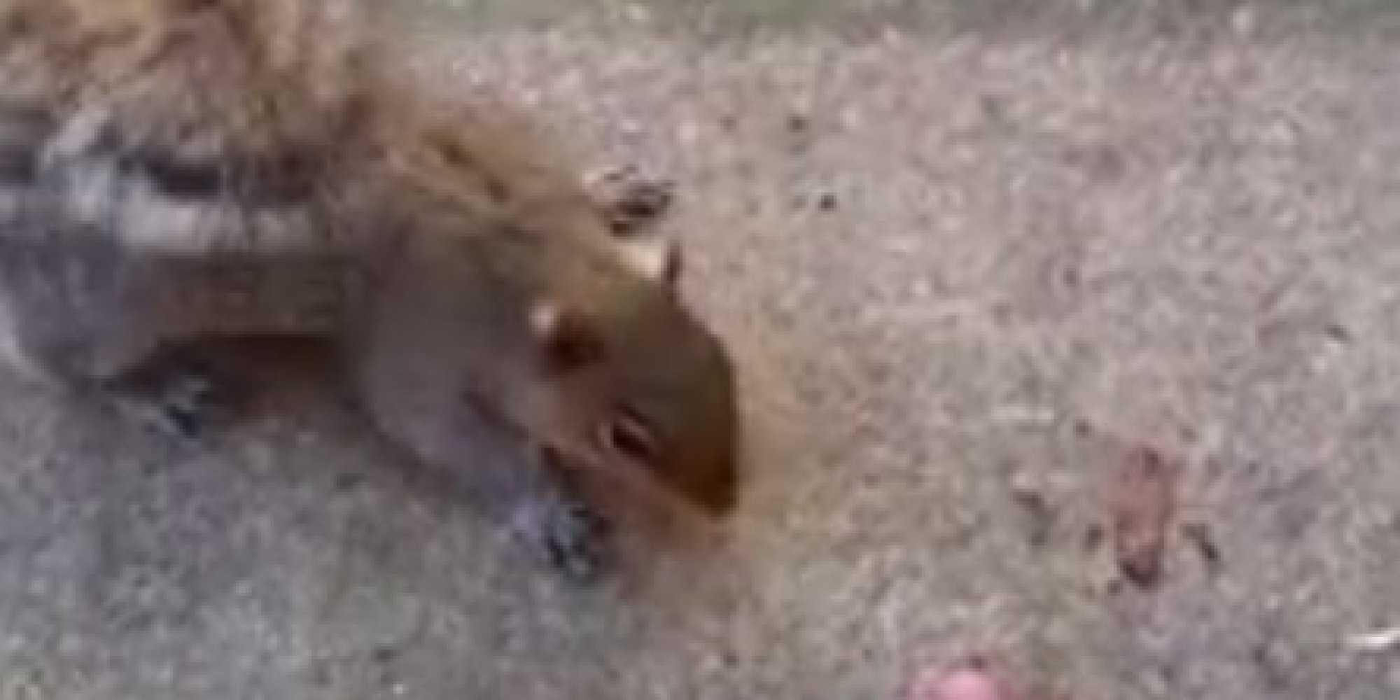 Why You Should Be Careful When Trying To Feed A Squirrel (VIDEO