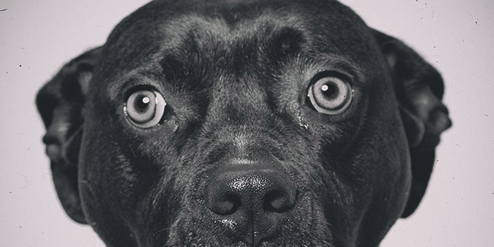 Photographer's NotABully Campaign Shows Pit Bulls As The Sweet, Loving Dogs They Are HuffPost