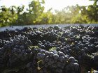 California Wineries Prep As Dry Summer Looms