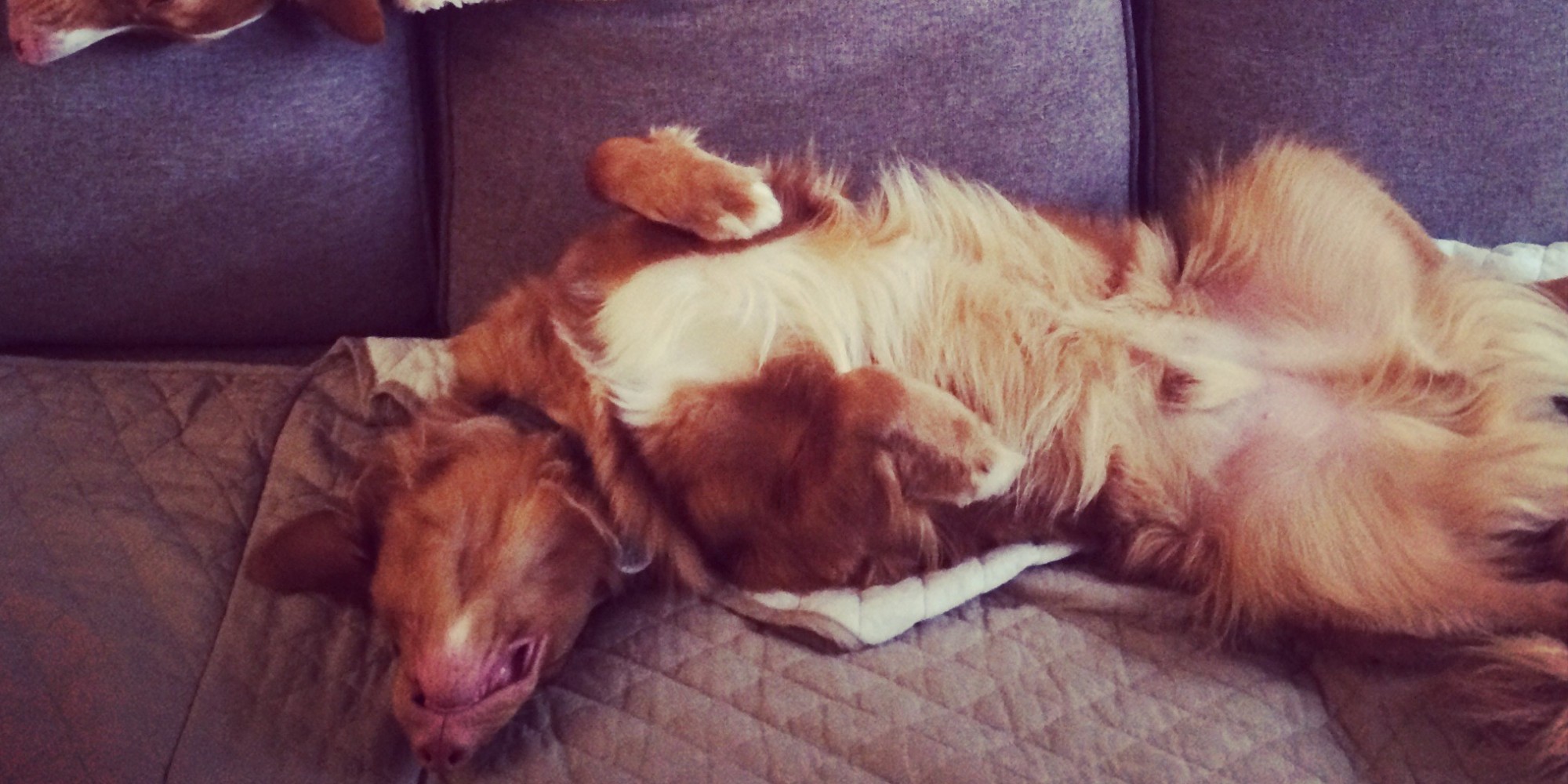 This Adorable Dog Sleeps and Plays In Some Really Interesting Positions
