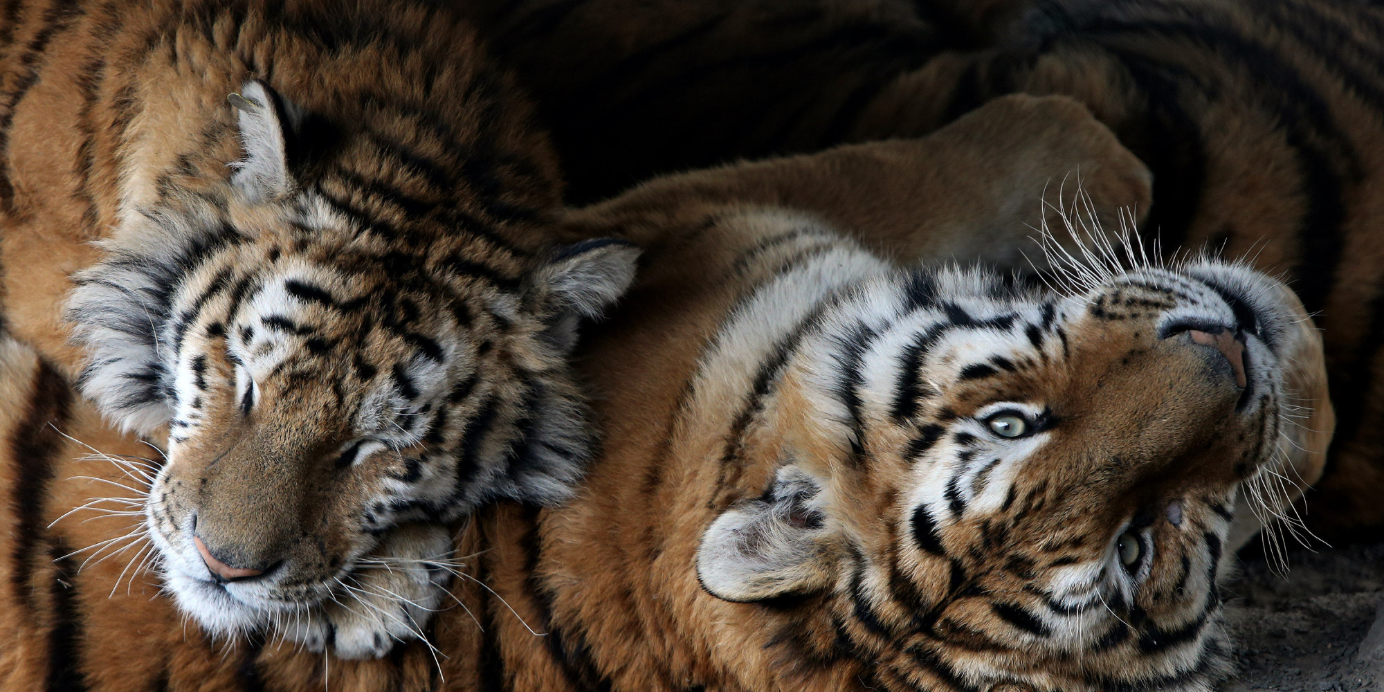 9 Videos Of Big Cats Acting Like House Cats