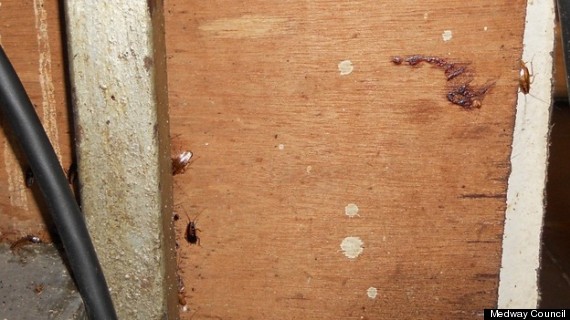 cockroaches
