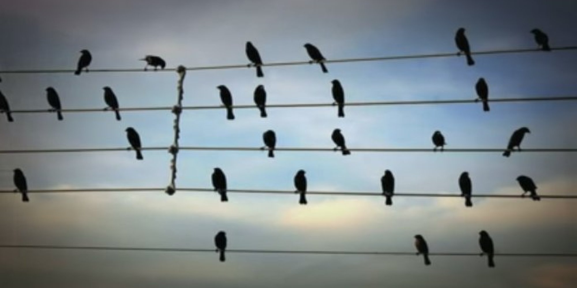 DreamLike Song Created From Birds Perched On Electric Wires Proves