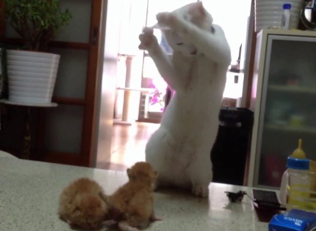 Afficher limage dorigine