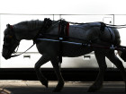 New York Carriage Driver Accused Of Switching Animals To Keep Old Horse Working
