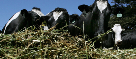 Genetically Modified Alfalfa